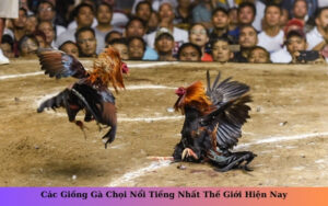 Các Giống Gà Chọi Nổi Tiếng Nhất Thế Giới Hiện Nay