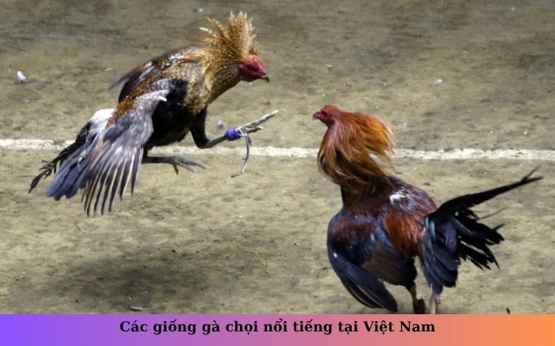 Các giống gà chọi nổi tiếng tại Việt Nam
