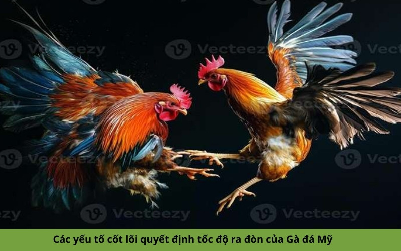 Các yếu tố cốt lõi quyết định tốc độ ra đòn của Gà đá Mỹ