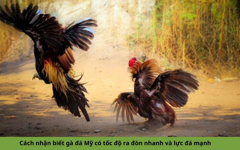 Cách nhận biết gà đá Mỹ có tốc độ ra đòn nhanh và lực đá mạnh