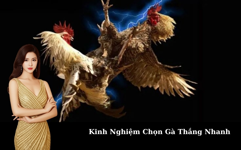 Kinh Nghiệm Chọn Gà Thắng Nhanh