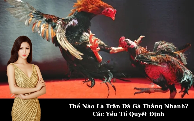 Thế Nào Là Trận Đá Gà Thắng Nhanh? Các Yếu Tố Quyết Định